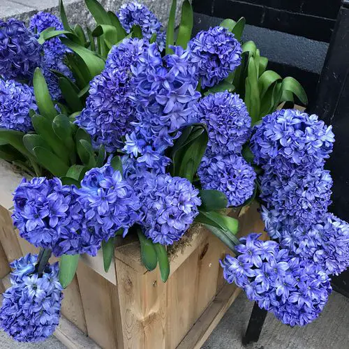 Flowers that Start with H #15