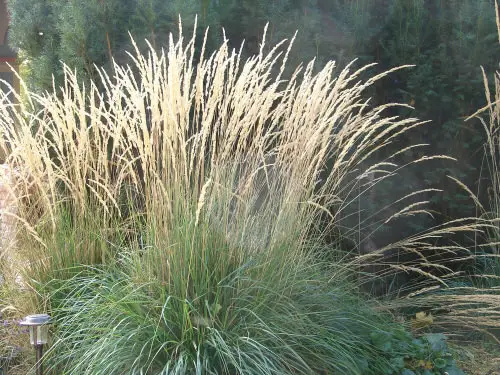 Fall Foliage Plants 8
