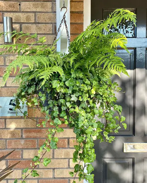 Best Trailing Perennials for Decoration Baskets