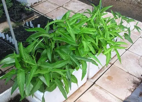 Top Edible Weeds You Were Aware You Could Consume