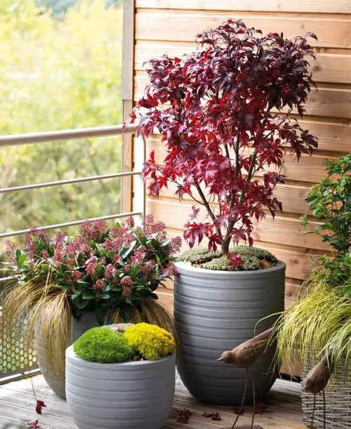 Japanese Maple in Tall Planter with Other Plants