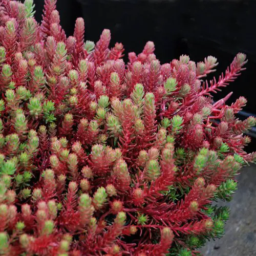 Fall Foliage Plants 9