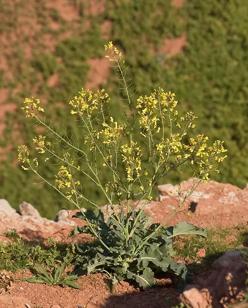 best Edible Weeds You Were Aware You Could Consume