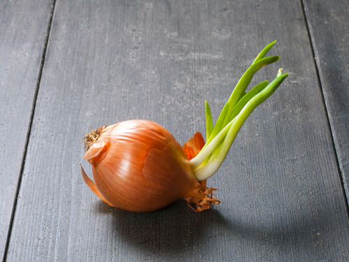 Easy Planting Hacks 12