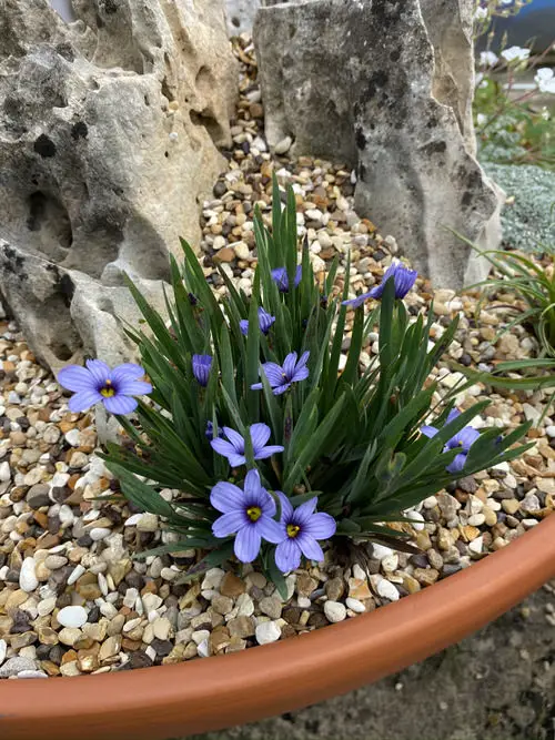 lovely Blooms starting with the letter B
