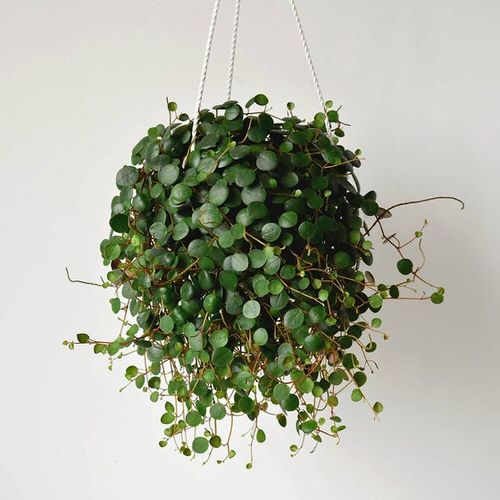 Green Coins