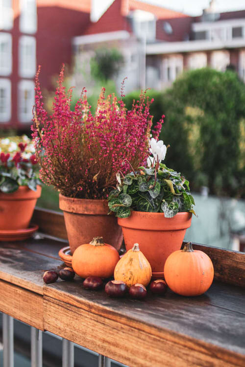 Pumpkins and Pots