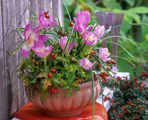 Plants Bee-Attractive 3