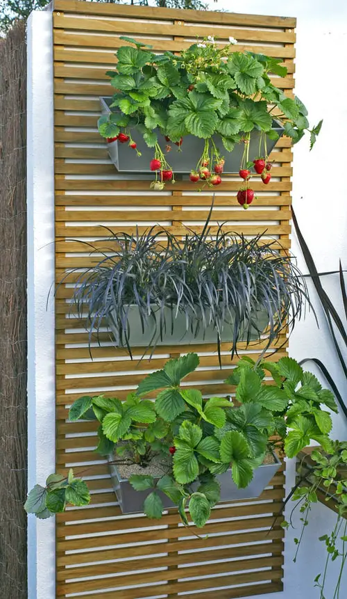 Edible Living Wall Ideas