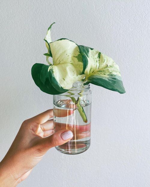 Pothos Varieties 3