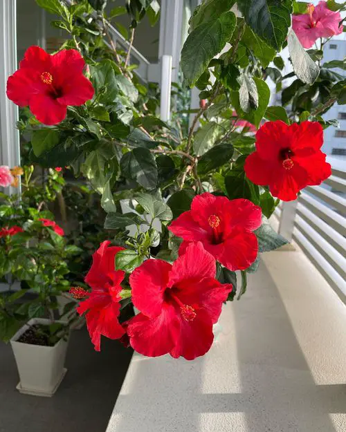 Flowers that Start with H #2