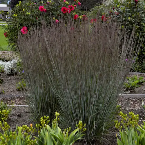 Fall Foliage Plants 10