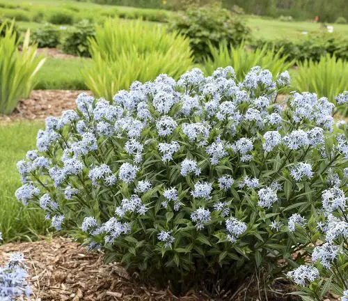 best Blooms starting with the letter B
