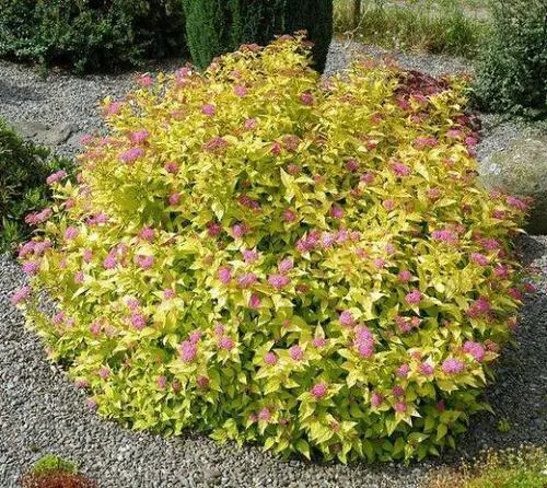 Fall Foliage Plants 11