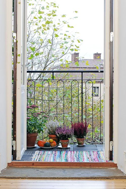 Ornamental Plants in Small Pots