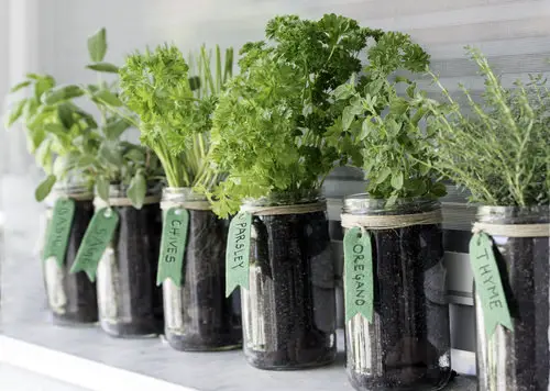 Herbs in Tall Mason Jars
