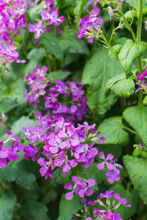 Flowers that Start with A-Annual Honesty change