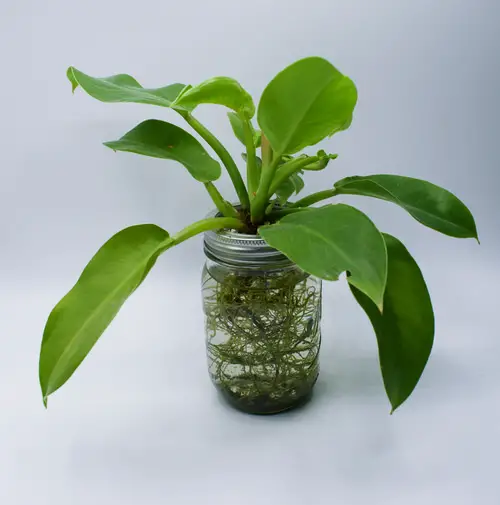 A Green Delight in mason jar