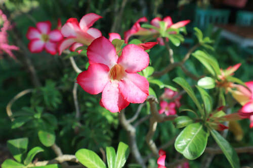Amazing flower starting with the letter B
