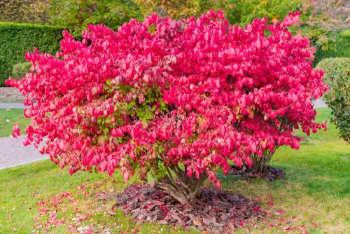 Fall Foliage Plants 13