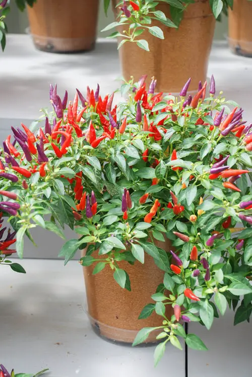Ornamental Vegetables in pot