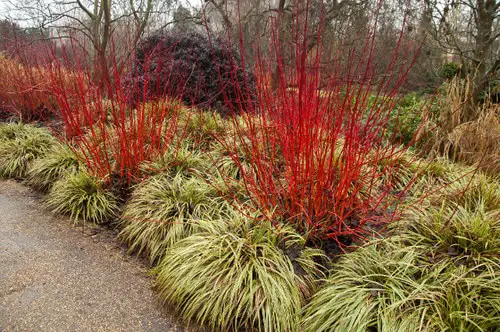 Fall Foliage Plants 15