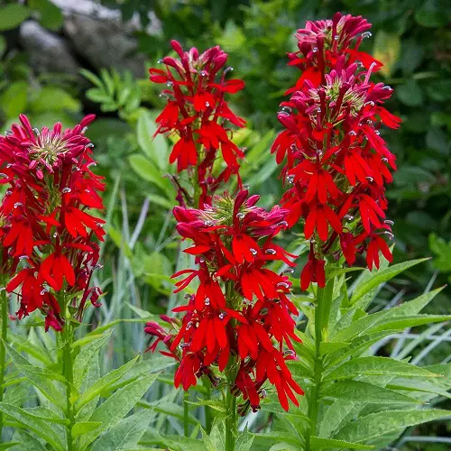 Flowers that start with C 4