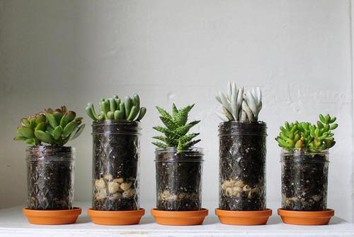 Succulent Mason Jar Planters with Terra Cotta Saucers