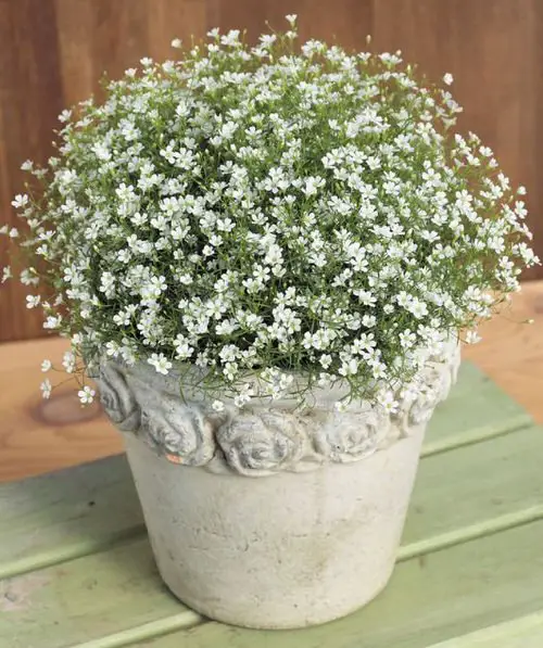 Flowers that Start with B 