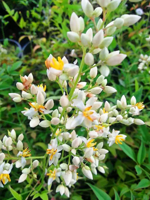 Flowers that Start with H #3