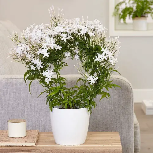 top  Houseplants that are Literally Fragrant Air Fresheners