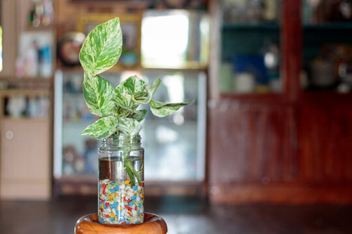 Variegated Plant in a Mason Jar with Pebbles
