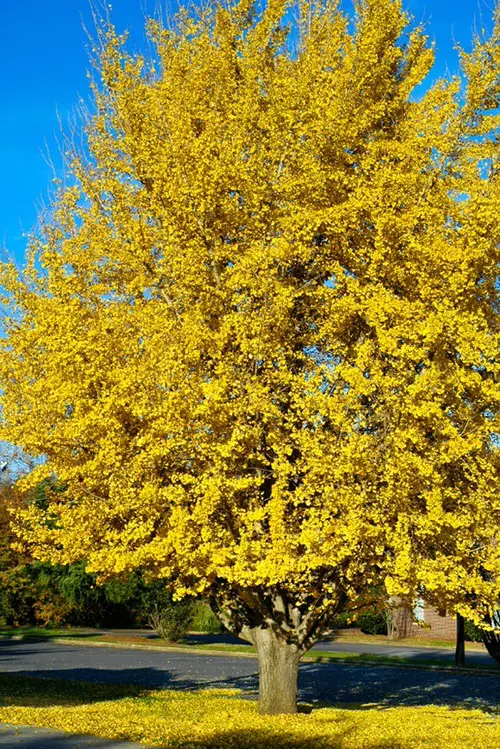 Fall Foliage Plants 16