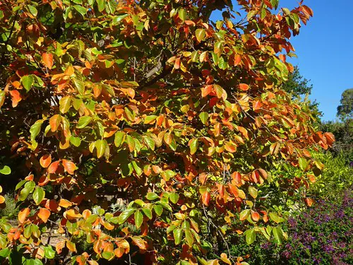 Fall Foliage Plants 17