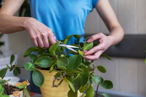 Tips to Minimize Transplanting Shock 12