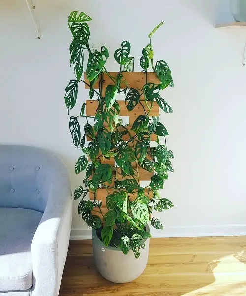 Houseplants that Love to Climb 2
