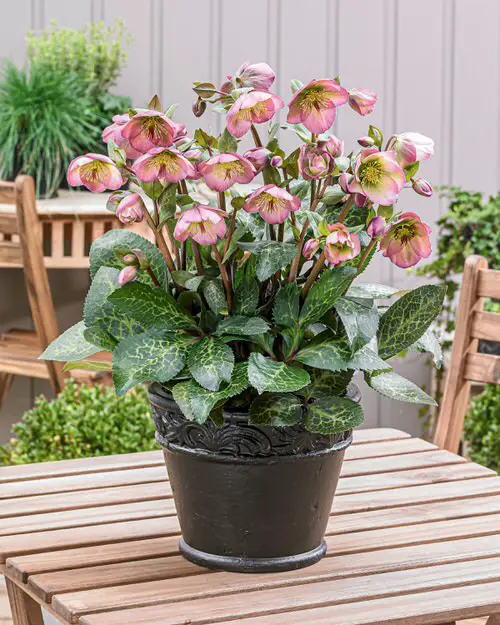 Flowers that Start with H #4