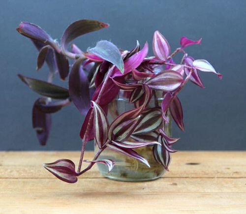Wandering Jew in a Mini Jar