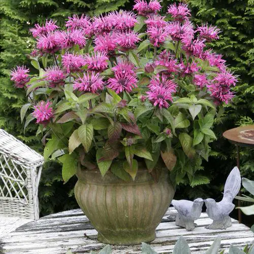 amazing Flowers that Start with B 3