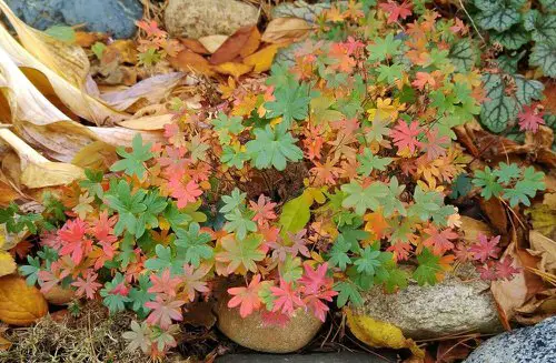 Fall Foliage Plants 3