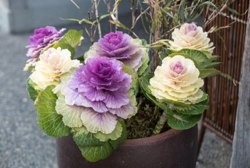 Best Fall Flowers 3