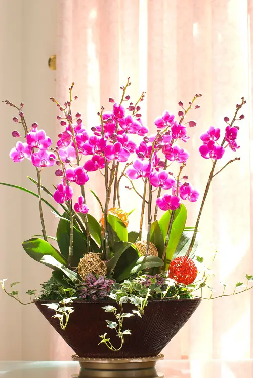 indoor plant that are Literally Fragrant Air Fresheners