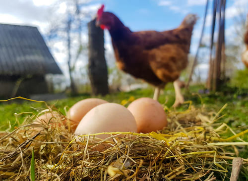Uses of Chickens in the Garden 3
