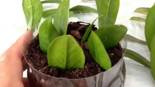 Indoor Plants Grown from Leaves 8