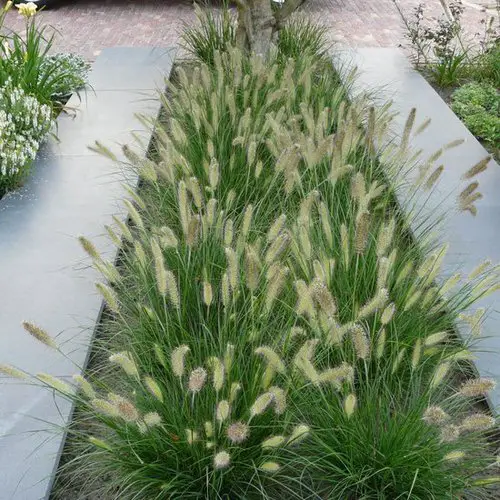 Landscaping Ideas for Long and Narrow Gardens Use Ornamental Grasses