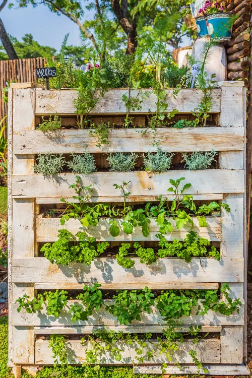 Edible Living Wall Ideas 3