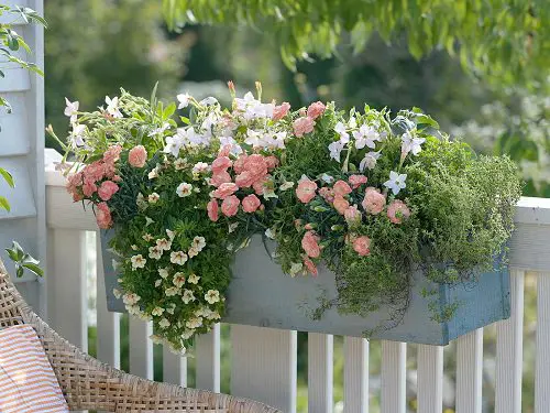 Fall Balcony Garden Railing Planter Arrangement
