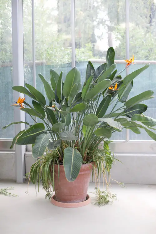 Best Flowering Houseplants