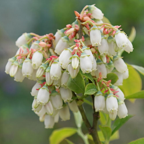 Flowers that Start with H #6