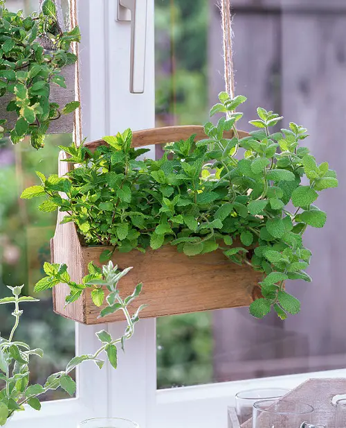top house plant that are Literally Fragrant Air Fresheners
